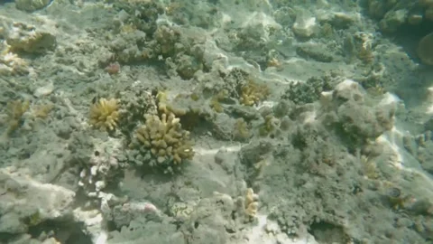  Giant Moray Eel Opens Its Mouth While Octopus Hides in Its Den, Marsa Alam, Egy Stock Footage 342806184