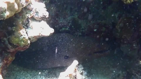 Giant Moray Eel Opens Mouth Inside Reef Cave, Close-Up, Red Sea Stock Footage 341290196