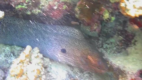 Giant Moray Eel Opens Mouth Inside Reef Cave, Close-Up, Red Sea Stock Footage 341290197