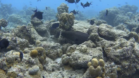 Giant moray eel on the partially bleached coral reef. Maldives Video stock 119495897