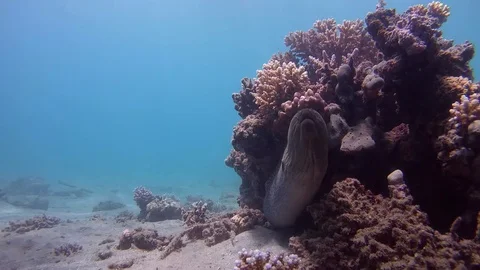 Giant Moray Eel peeking out of coral reef - Red Sea  Stock Footage 77604521