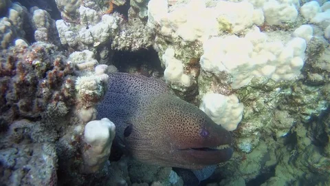 Giant Moray Eel peeking out of a coral reef - Red Sea Stock Footage 77689696