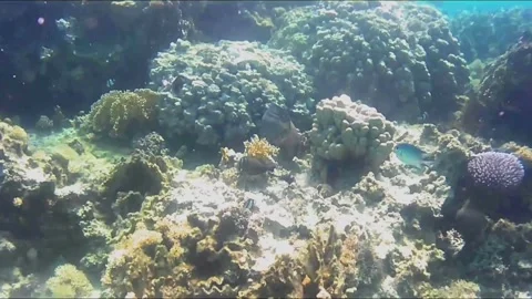 Giant Moray Eel Peeking Out from Coral Reef Crevice Vídeos de archivo 343729255