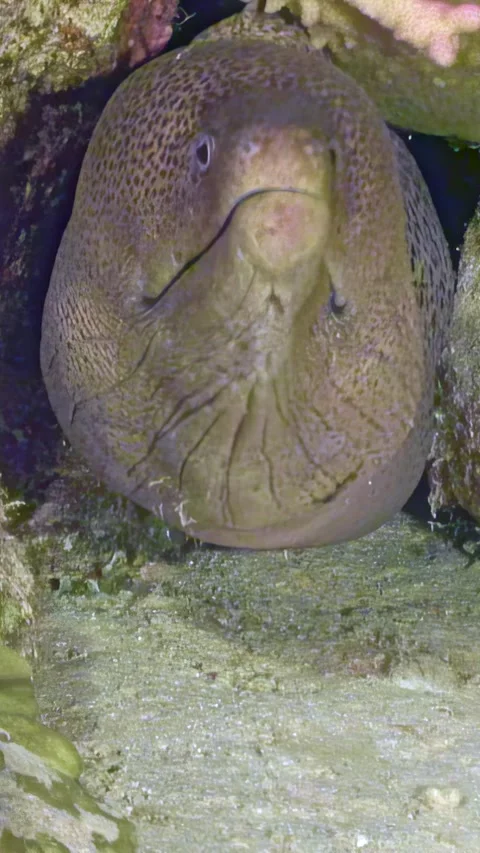 Giant moray eel peeks from its lair in the Red Sea Stock Footage 311859078