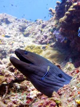 Giant Moray Eel Stock Photos