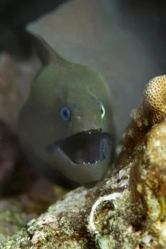 Giant moray eel Stock Photos