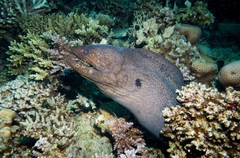 A giant moray eel Stock Photos