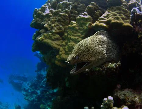 Giant moray eel Stock Photos