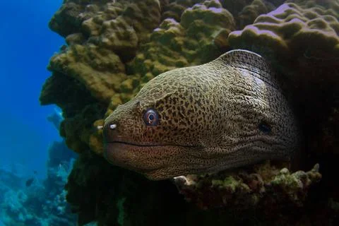 Giant moray eel Stock Photos