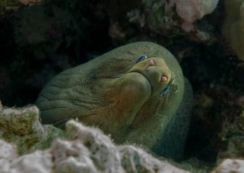 Giant moray eel Foto stock