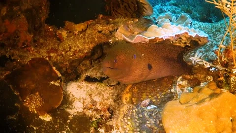 Giant moray eel poking out of the reef Stock Footage 130237462