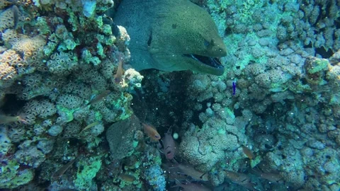 Giant Moray Eel Resting in Coral Reef Surrounded by Tropical Fish Stock Footage 310570796