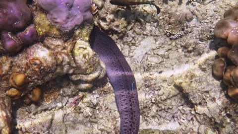 Giant moray eel resting on coral reef with cleaner wrasse Stock Footage 340554839