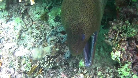 Giant Moray Eel Resting in a Coral Hole and Opening Its Mouth Видео 343728015