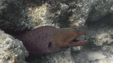 Giant moray eel resting in the dead coral reef close up, 4K ultra hd video clip Stock Footage 88220652