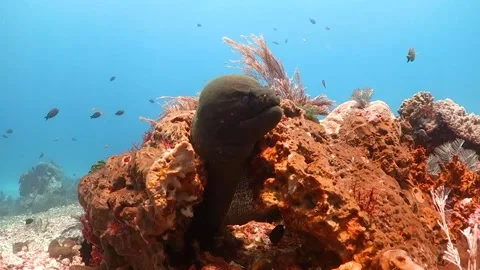 Giant moray eel resting inside coral with its head poking out Stock Footage 130237448