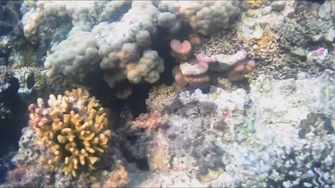 Giant Moray Eel Resting Inside a Coral Cave Close-Up Stock Footage 344395819