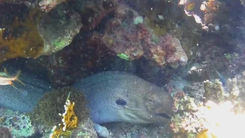 Giant Moray Eel Resting Under Coral with Cleaner Fish Inside Its Open Mouth, Las 스톡 동영상 341290726