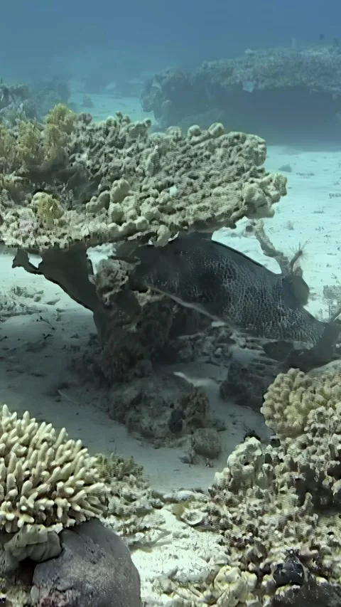 Giant moray eel rests beneath coral reef in the Red Sea's depths Видео 314745791