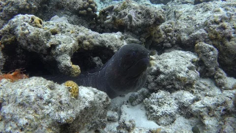 Giant moray eel rests on a coral reef. Maldives Video stock 119284615