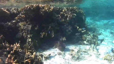 Giant Moray Eel Retreating into a Coral Reef Stock Footage 339732212