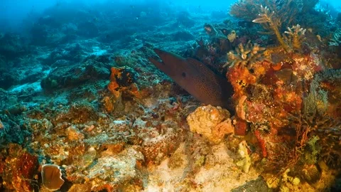 Giant moray eel sticking out of the reef Stock Footage 130237522