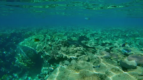 Giant moray eel swim along edge of reef above flat top on shallow coral reef Video stock 336569422