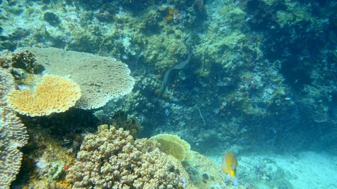 Giant moray eel swimming along wall to go close to another one Video stock 112457326