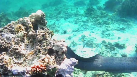 Giant Moray Eel Swimming Along the Coral Reef, Full Body Close-Up, Las Cabanas,  Vídeos de archivo 341290730
