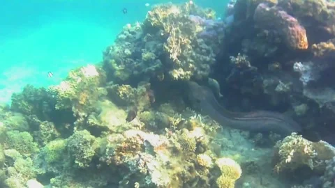 Giant Moray Eel Swimming Along the Coral Reef, Full Body Close-Up, Las Cabanas,  Stock Footage 341290762