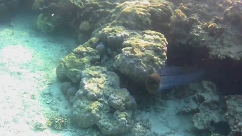 Giant Moray Eel Swimming Along the Coral Reef, Full Body Close-Up, Las Cabanas,  Stock Footage 341290773