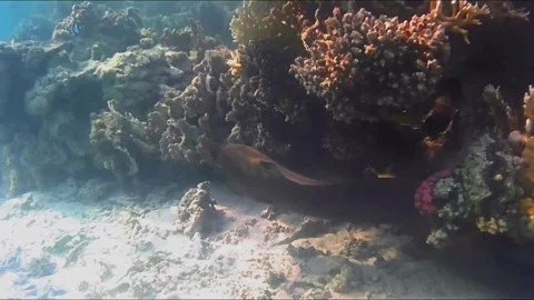 Giant Moray Eel Swimming Along Coral Reef Close-Up Vídeos de archivo 344395776