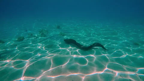 Giant moray eel swimming at full length along sandy seabed with coral rubble Video stock 301240468