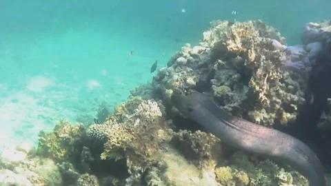 Giant Moray Eel Swimming Out to Hunt, Full Body Visible, Marsa Alam, Egypt Видео 343318039