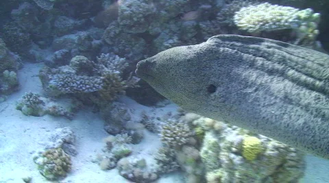 Giant Moray Eel - Swimming - Side view Video stock 737365