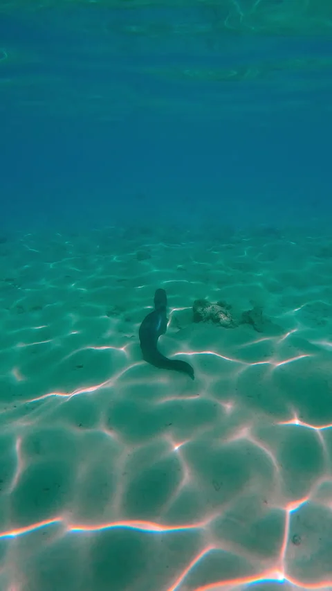 Giant moray eel swims at full length along sandy seabed with coral rubble, Back Video stock 302763253