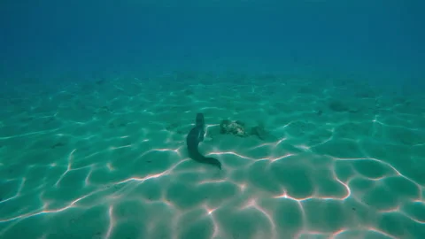 Giant moray eel swims at full length along sandy seabed with coral rubble, Back Video stock 331108213