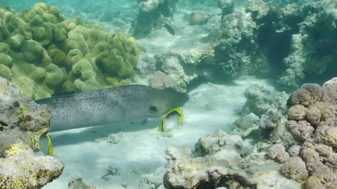 Giant moray eel swims on top of shallow coral reef in sunbeams Video stock 236695808