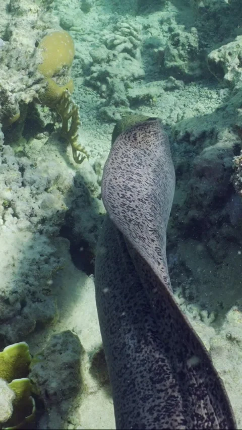 Giant moray eel swims on top of coral reef in daytime on sunlight Video stock 244375765