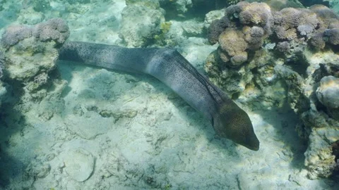 Giant moray eel swims on top of coral reef in daytime on sun rays Stock Footage 246358143