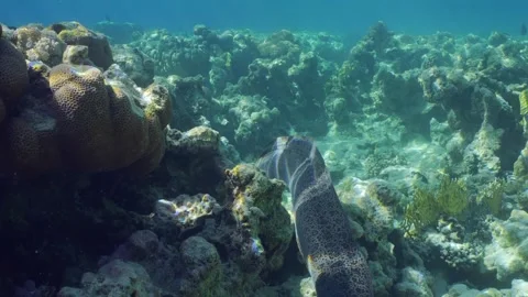 Giant moray eel swims on top of coral reef in daytime on sunlight, Back view Video stock 307778835
