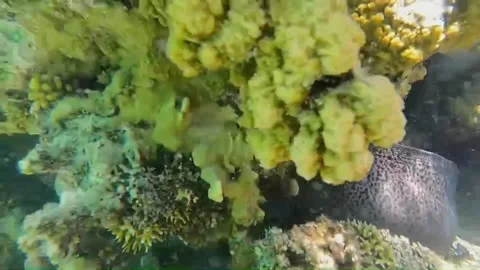  Giant Moray Eel Too Large to Fit Under Coral, Head and Tail Visible, Marsa Alam 스톡 동영상 343318735