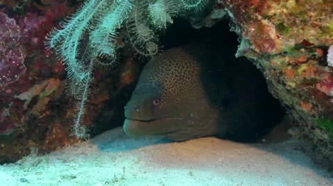 Giant moray eel under coral reef Stock Footage 10799895
