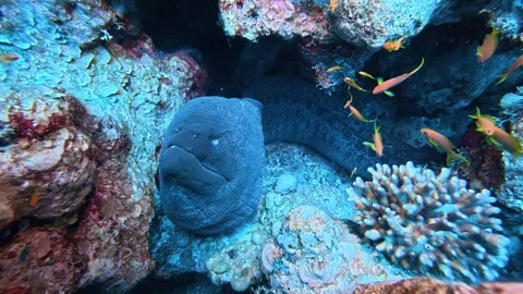 Giant Moray eel under red sea Stock Footage 339691735