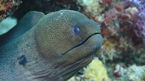 Giant moray eel underwater Stock Footage 50863720