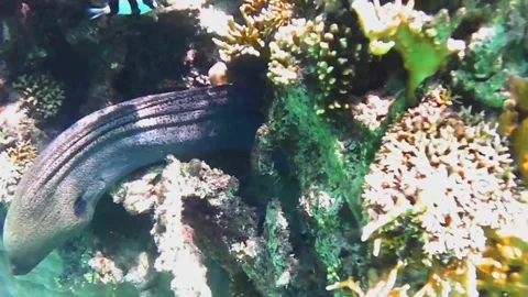 Giant Moray Eel Visible Through Coral Cave in Las Cabanas, Red Sea, Egypt Stock Footage 340751031