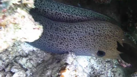  Giant Moray Eels Rubbing Against Each Other Inside a Coral Cave Stock Footage 339732442