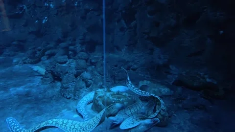 Giant moray eels swim swiftly on the bottom of the water, displaying natural Stock Footage 345996399