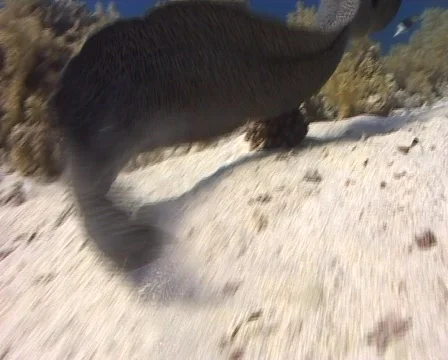 Giant moray Stock Footage 457822