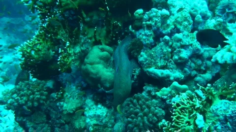 Giant moray Stock Footage 682798